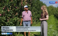 В Мичуринских садах завершают сбор яблок