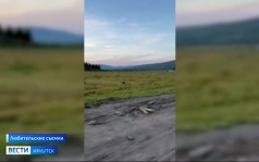 В Прибайкалье медведи все чаще выходят из леса к людям