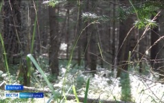 Сотрудники национального парка "Таганай" просят туристов быть осторожными во время лосиного гона