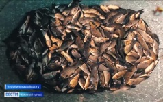 Пенсионер из Челябинской области стал популярным блогером-рыболовом