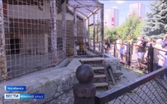 Челябинский зоопарк выпустил серию "звериных" открыток