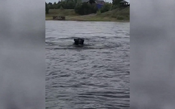 Хищники у порога: в России резко выросло число нападений медведей на людей