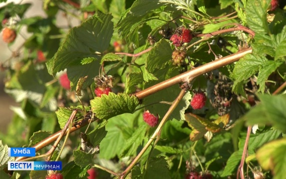 Эфир от 24.08.2026