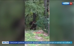 Медведи нападают в Красноярском крае и Кемеровской области