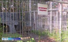 Медведей все чаще стали замечать возле населенных пунктов в Тюменской области