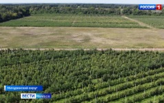 Садоводы Тамбовской области собрали около 800 тонн яблок