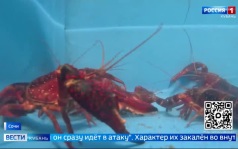 Эфир от 26.08.2026 (11:30)