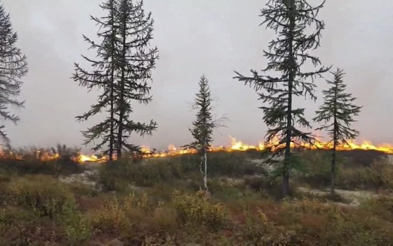 Огненное бедствие на Ямале: площадь лесных пожаров превысила 400 тысяч гектаров