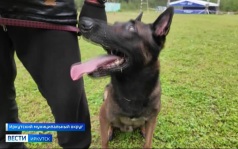Прямое включение: чемпионат по спортивно-прикладному собаководству