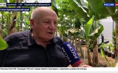 Россия - Родина бананов: в Сочи вырастили первые 150 килограммов