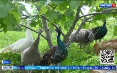 Эфир от 31.08.2026 (11:30)