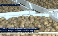 70 тысяч тонн картофеля планируют собрать на полях Иркутской области в этом году