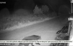 Для защиты населения и хозяйств от медведей в Иркутской области создали рабочую группу