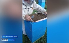 Пчелы, которые погибли этим летом на пасеках Иркутской области, были здоровы