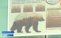 Защитой населения от медведей будет заниматься специальная рабочая группа, которую создали при правительстве Иркутской области