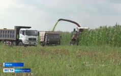 В Ингушетии завершается сбор урожая озимых и ранних яровых зерновых культур