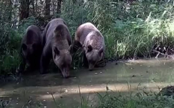 В Красноярском крае и других регионах России зафиксирована вспышка нападений медведей на людей