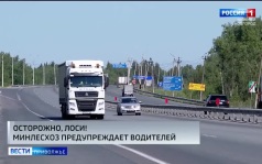 Нижегородский Минлесхоз предупреждает: у лосей начался брачный период, в это время они могут внезапно выбегать на автомобильные дороги