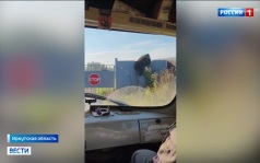 В Бурятии из-за нападений медведей введен режим чрезвычайной ситуации