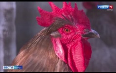 Кур, индеек, уток и гусей курянам нужно поставить на учёт