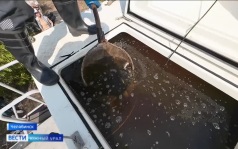 В Шершневское водохранилище выпустили 215 тысяч молодняка сазана