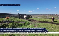 Вспышку узелкового дерматита у крупного рогатого скота ликвидируют в Иркутском округе. Жители согласны не со всеми решениями властей