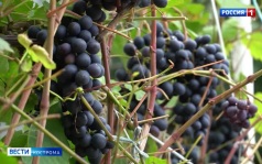 Садоводы-энтузиасты доказали: костромской виноград – это не фантастика