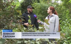В Ботаническом саду Владивостока почти на месяц раньше распустились хризантемы