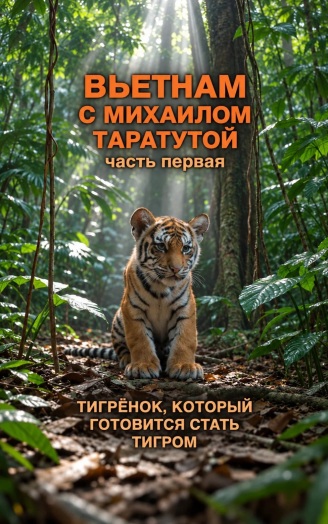 Вьетнам. Часть первая. Тигрёнок, который готовится стать тигром