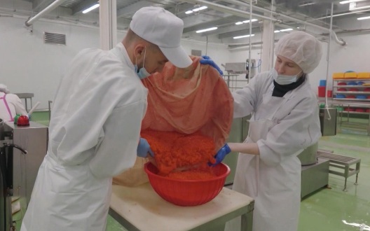 Ученые связали падение уловов лососевых на Сахалине с потеплением моря