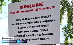 В Красноярском крае небывалое нашествие медведей