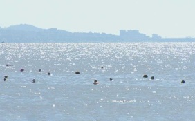 Черное море начало остывать