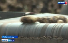 Татановский картофель после уборки почти сразу отправляется на производство картошки фри