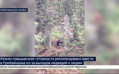 Режим повышенной готовности рекомендовано ввести мэрам муниципальных образований Прибайкалья из-за выходов медведей в населенные пункты