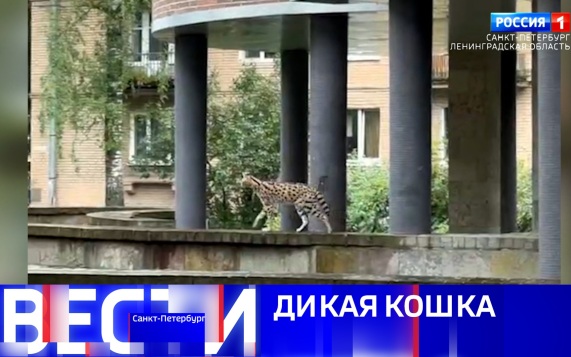 Эфир от 16.09.2026 (09:30)