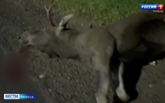 На Рассказовском шоссе сбили лося