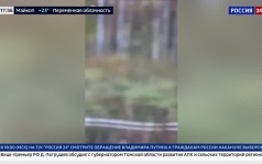 В России произошла целая серия трагических нападений медведей на людей