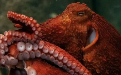 Осьминог