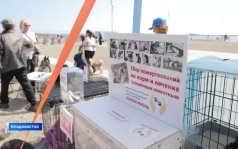 Масштабный фестиваль "Собаки города В" прошел в бухте Ахлестышева