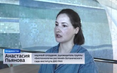 Во Владивостоке прошел фестиваль "Золотая черепаха"