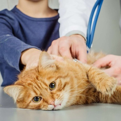 "Котоправ" не лечит ничего?