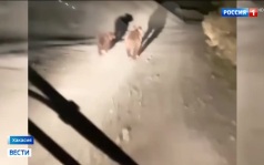 Медвежьи нападения под Красноярском и Абазой