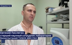 Амурский виноград поможет ученым в борьбе с одним из самых распространенных заболеваний в мире
