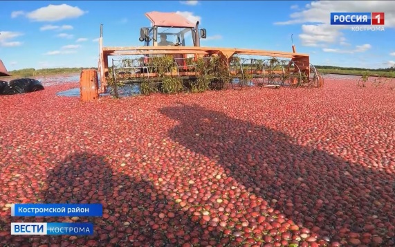 Ювелирная и сырная столица России Кострома может стать ещё и клюквенной