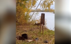 Мама-косуля с детёнышем переплыла реку в Приамурье прямо к посту охотоведов