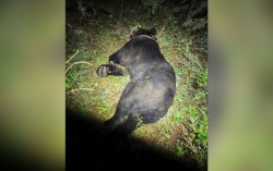 Под Благовещенском застрелили медведя