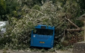 В Сочи на автобус упало дерево