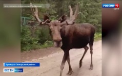 На лосиной ферме Печоро-Илычского заповедника начался гон сохатых