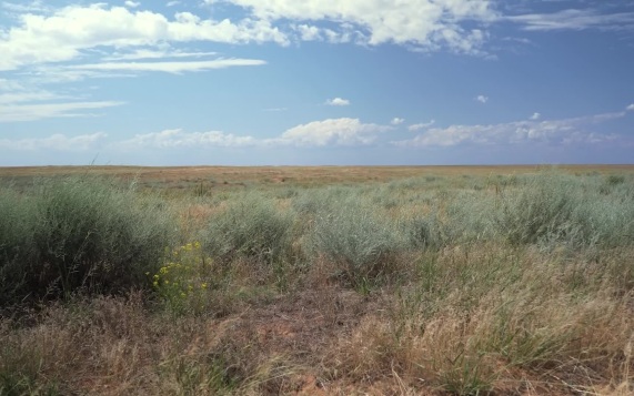 Сайгак. Догони, если сможешь