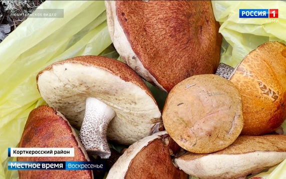 Грибной сезон в Коми выдался урожайным